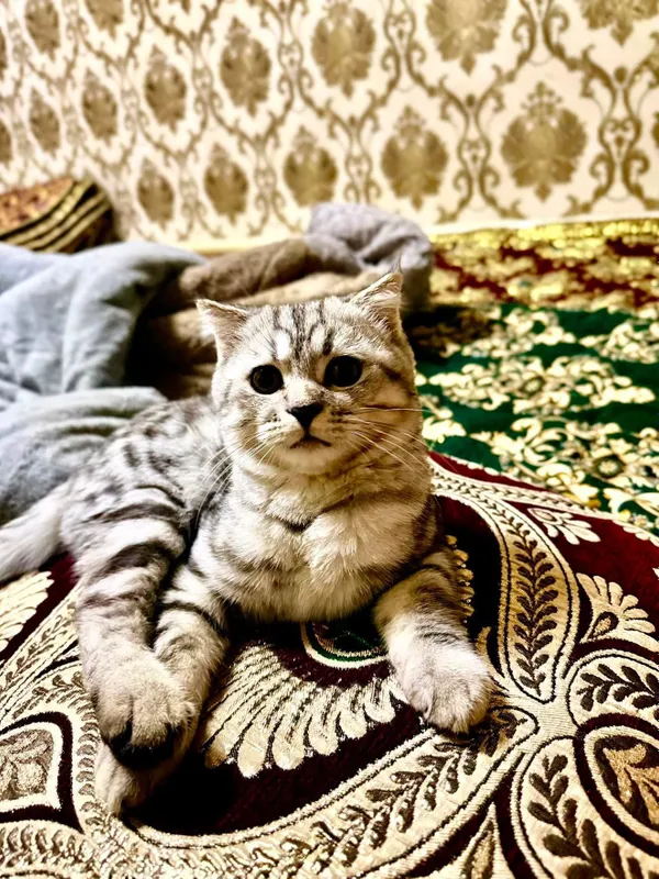 кот, проблем с самцом нет 1 кот, проблем с самцом нет 1