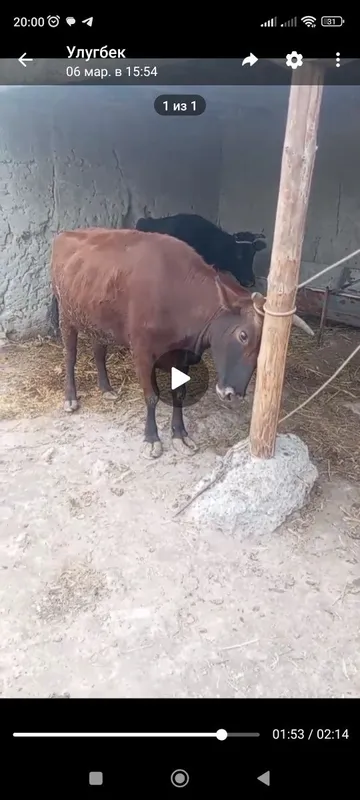 G'unajin sotiladi buguz