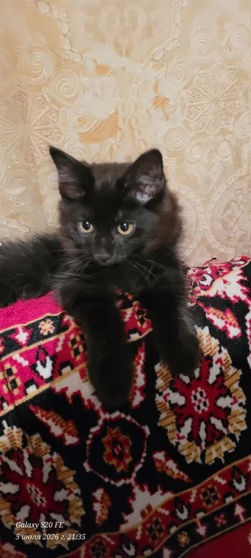 скоттиш хайланд фолд 3