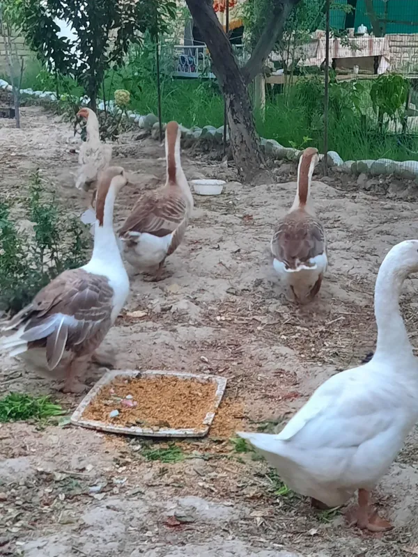 G'ozlar sotiladi 2