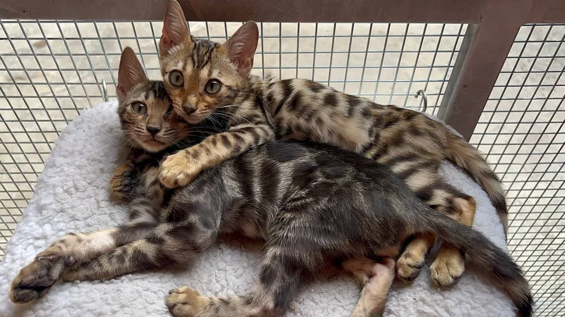 Bengal mushukchalari 1 Bengal mushukchalari 1