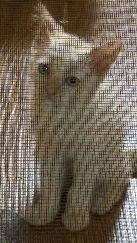 Котята около 2,5 месяцев — фото 6