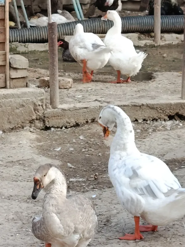 Продаются гуси,возраст 1 год 4