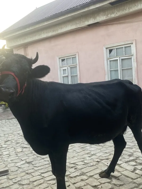 Bugoz sigir sotiladi 1
