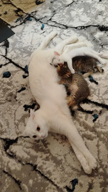 Продаётся кошка с котятами 2