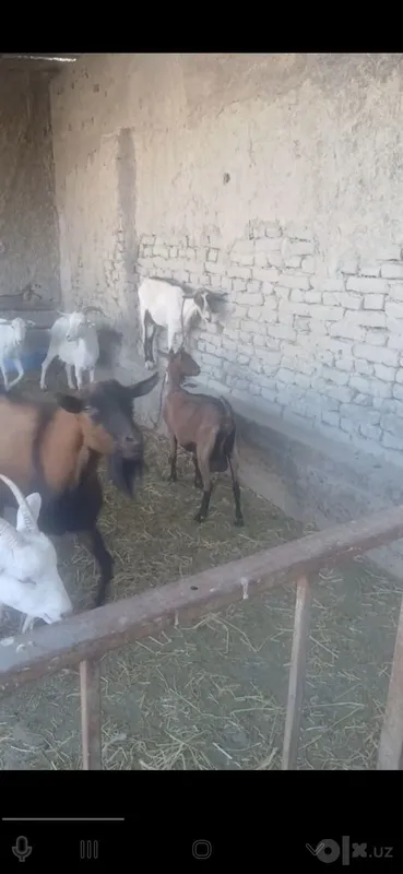 Zanin zotli echkilar sotiladi hammasi takkadan chiqgan 2 Zanin zotli echkilar sotiladi hammasi takkadan chiqgan 2