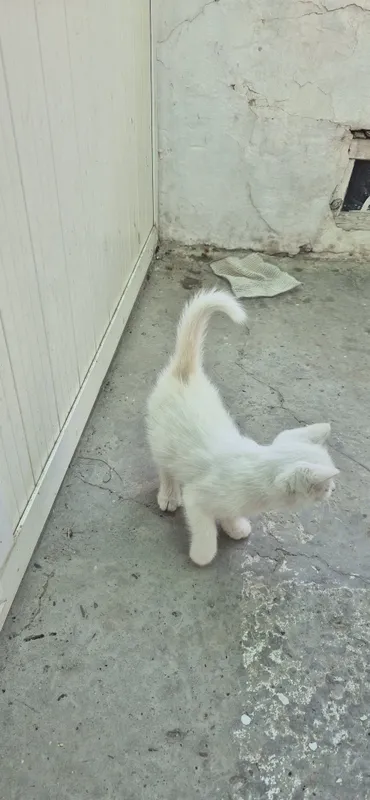 Продаётся котёнок породистый умный чистый 4 Продаётся котёнок породистый умный чистый 4