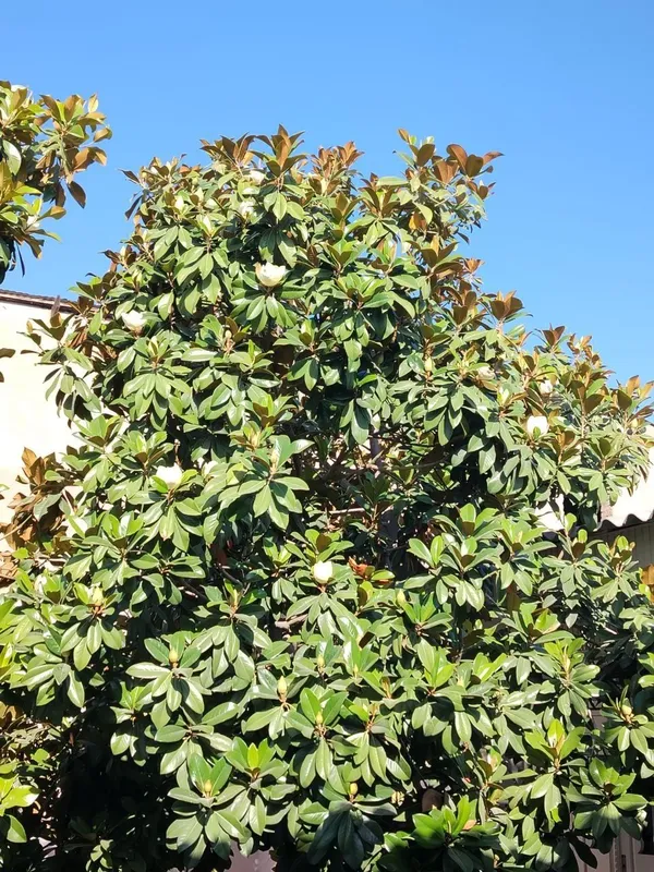 Magnolya daraxt sotiladi 12 yili — фото 2