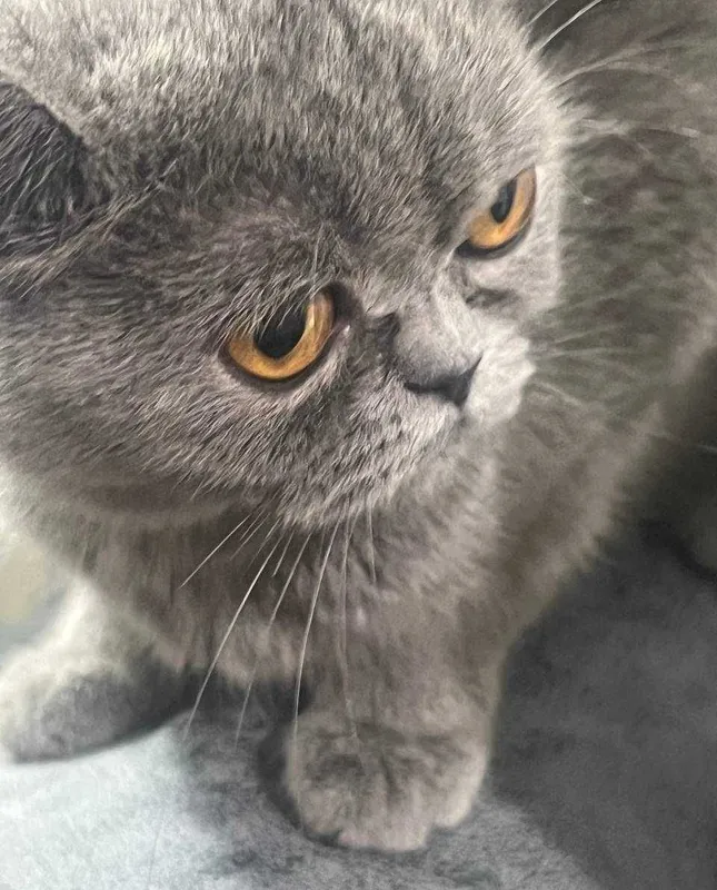 Продаётся породистая кошка, недорого, договоримся — British Shorthair 3 Продаётся породистая кошка, недорого, договоримся — British Shorthair 3
