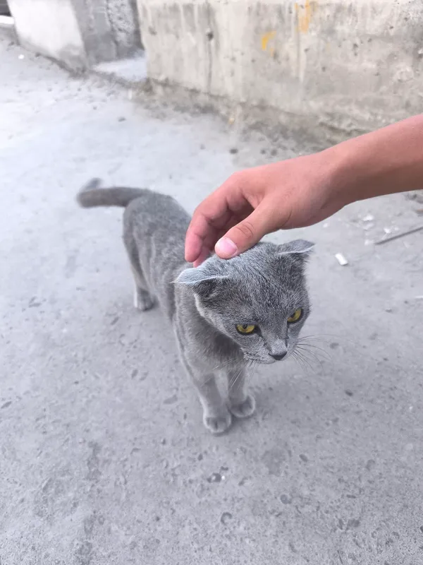 кот 1