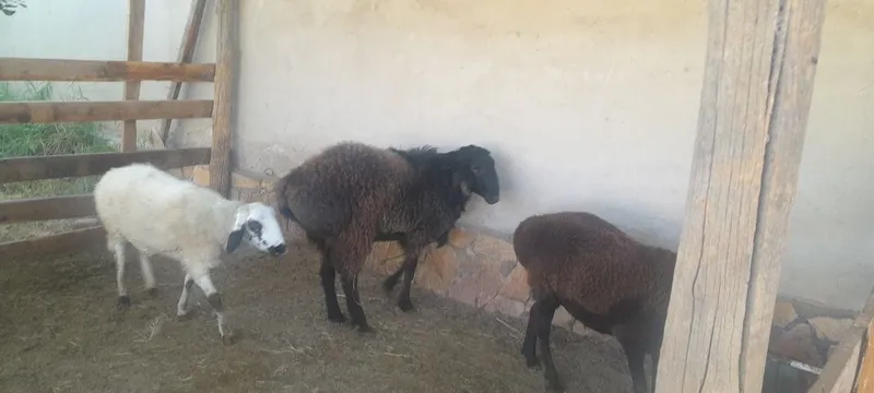 Qo'chqor sotiladi 1 Qo'chqor sotiladi 1