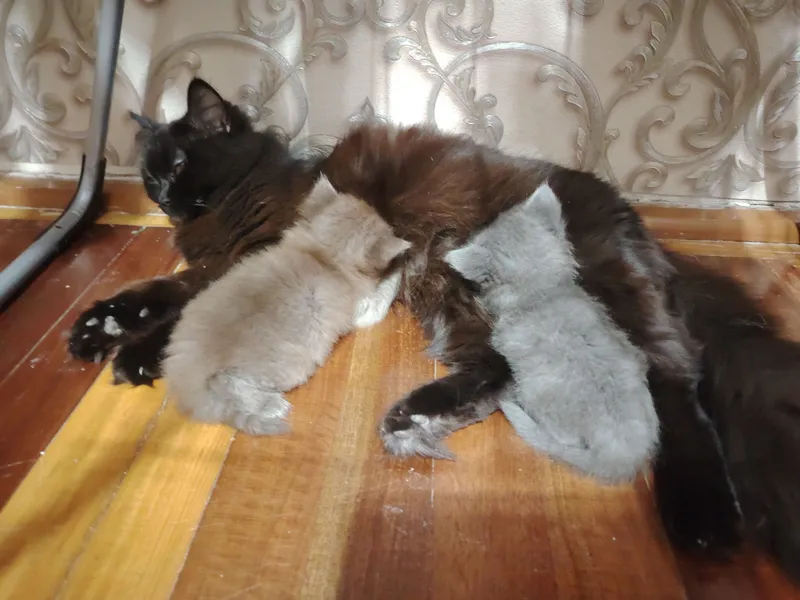 Котята Скотиш Страит,Скотиш Хайлэнд Фолд — фото 2