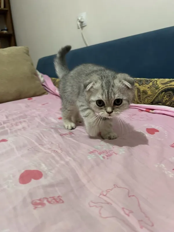 Скоттиш фолд 2та боласи 4 Скоттиш фолд 2та боласи 4