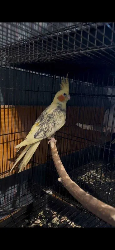 попугаи корелла. дубайские и жемчужные 2 попугаи корелла. дубайские и жемчужные 2