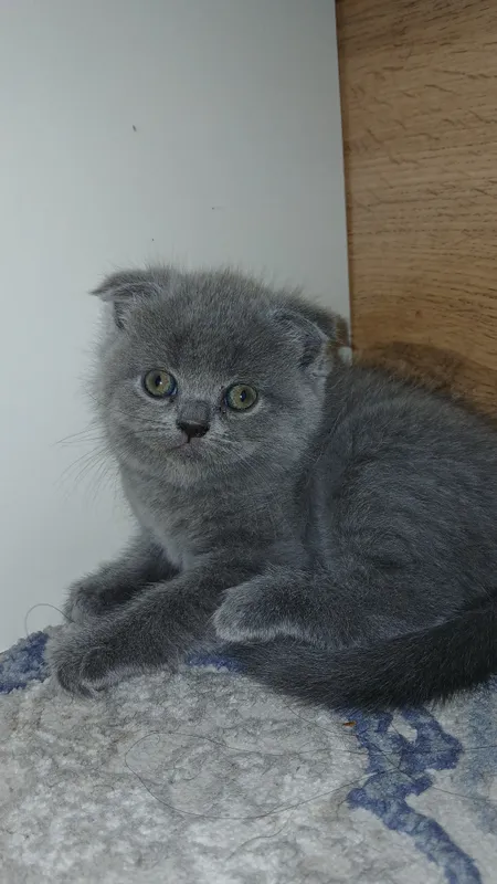 Скоттиш-фолды — довольно молодая по кошачьим