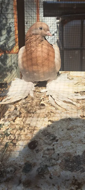 kabutarlar sotiladi sogʻlom 5
