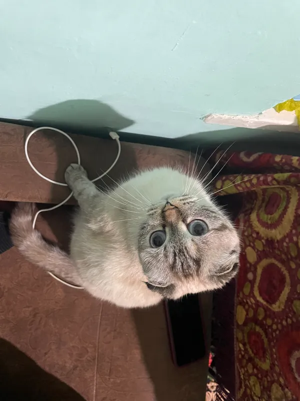 Шотландская вислоухая кошка — фото 3