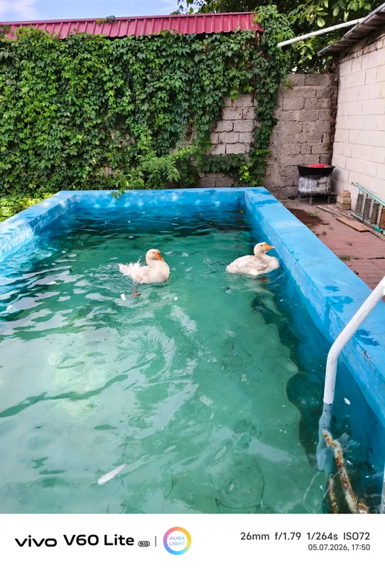 Ўрдак 🦆 сотилади. Сони иккита. Ранги оқ 2