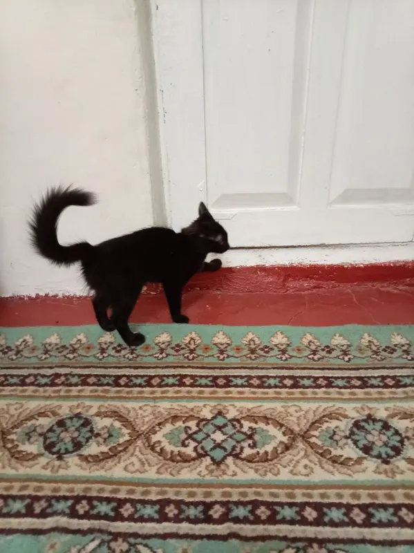 Mushukchalar 2 ta 6 Mushukchalar 2 ta 6