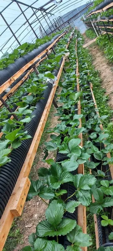 Gidroponika uchun tayyor Stilaj sotiladi — фото 3