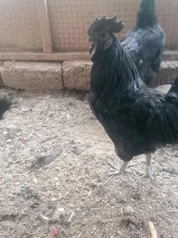 Toza zot Uxeylul xoʻrozi Toza zot Uxeylul xoʻrozi