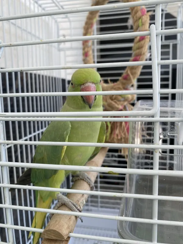 Aleksandir sotiladi ajrella