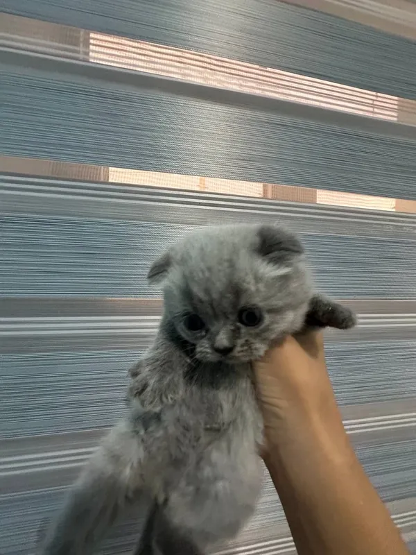Scottish Fold mushuk — фото 1
