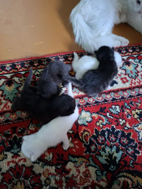 Котята турецкой ангоры 3 Котята турецкой ангоры 3