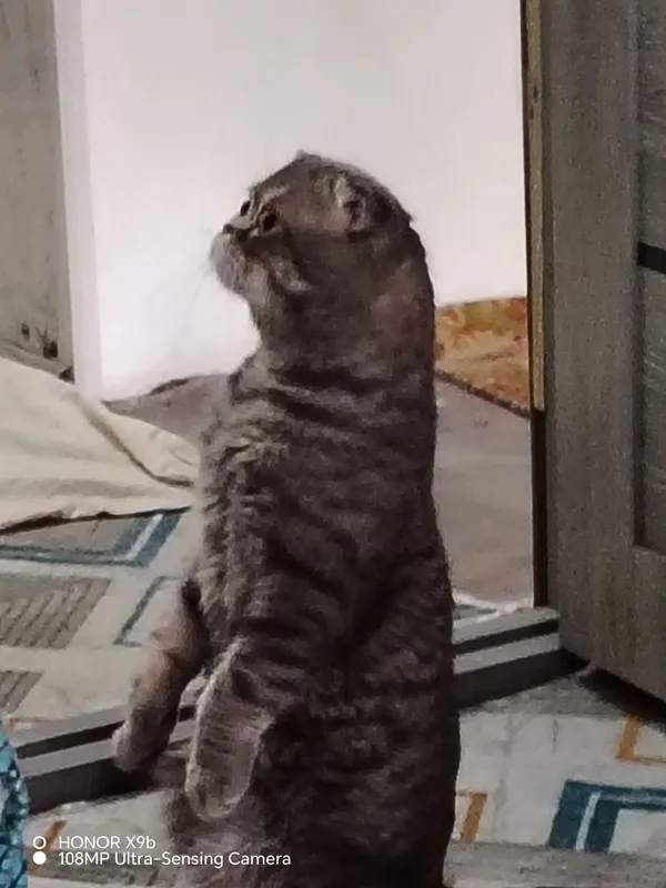 Mushuk sotiladi zotdor 2 Mushuk sotiladi zotdor 2