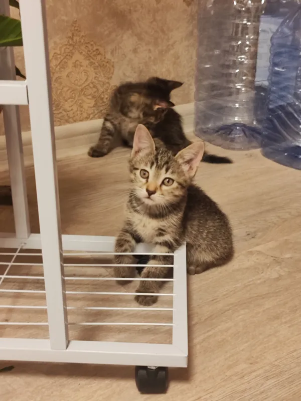 Моих котят подарю хорошим людям 4