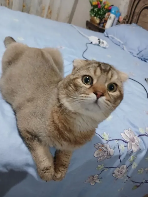Скотиш фолд кот 1 год 5 Скотиш фолд кот 1 год 5