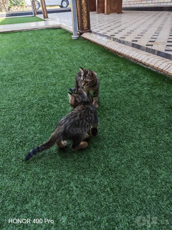 Uy mushuklar qiz va ogil 2 Uy mushuklar qiz va ogil 2