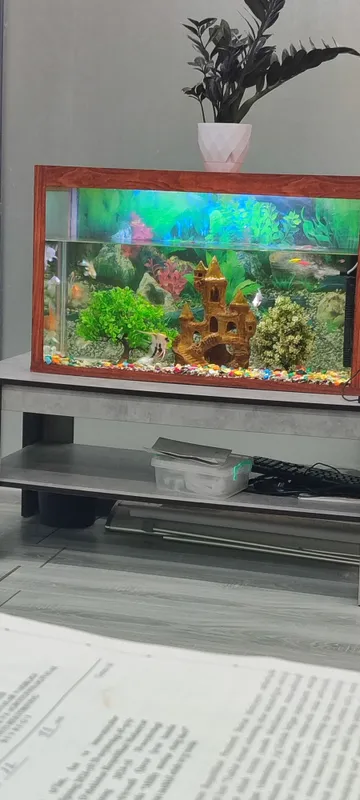Akvarium 20x50x1.20sm 23 ta baliqlari bilan