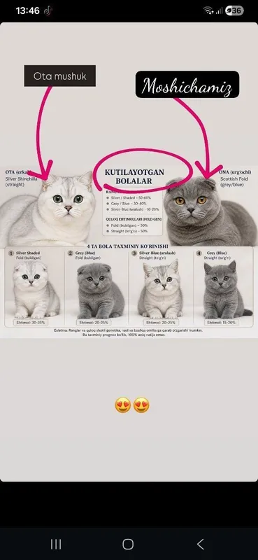 Scottish Fold bolachalari 2 Scottish Fold bolachalari 2