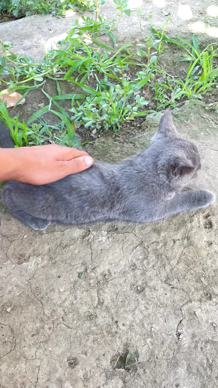Mushuk sotiladi toza zotli britanski 2 Mushuk sotiladi toza zotli britanski 2