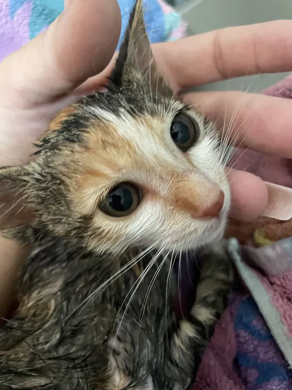 Котенок в добрые руки 3 Котенок в добрые руки 3