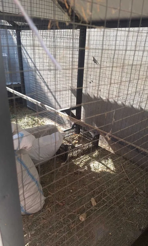 Tovuq katak sotiladi, zamonaviy, g'ildiraklari bor 5