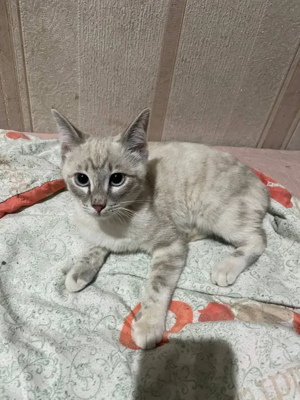 Очень красивый тайский котенок.
