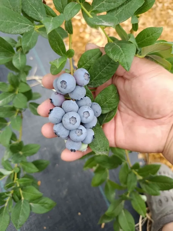 Голубика кибрайски оптом полски сажнец очен вкусный полезни — фото 2 Голубика кибрайски оптом полски сажнец очен вкусный полезни — фото 2