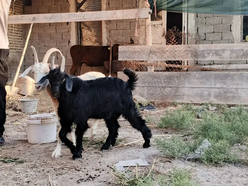 Quylar echkilarrr sotiladi 5