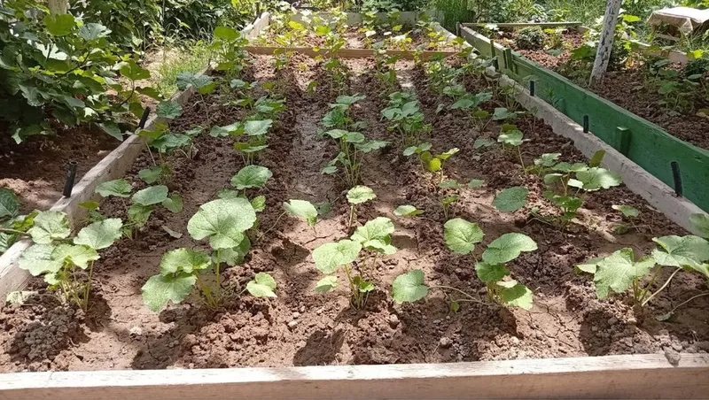 Продаются саженцы шток розы,и семена Продаются саженцы шток розы,и семена