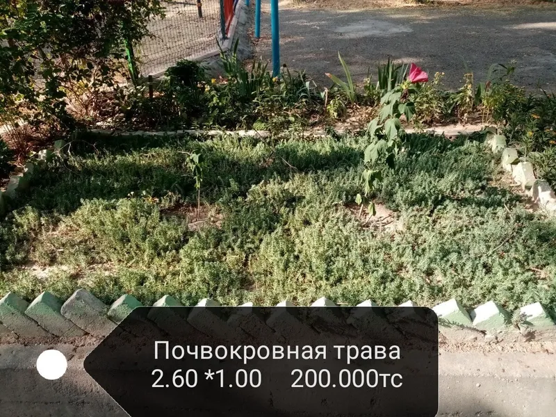 Продаётся почвокровная трава (ёлочка) трава