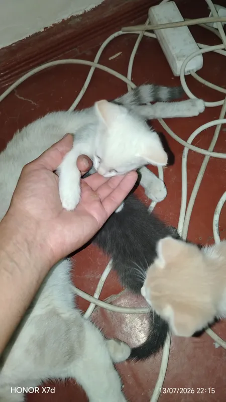 mushuk bolalari tekingga 1