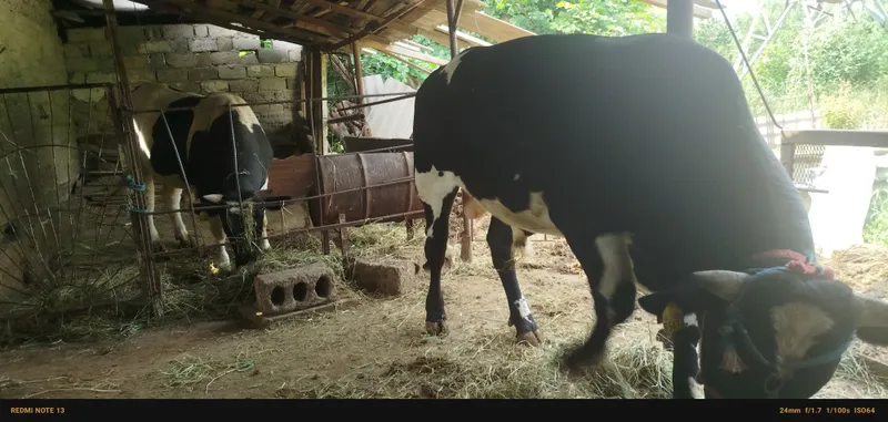 Buq sotiladi 1.5 yosh 3-dona 44 milliondan — фото 1