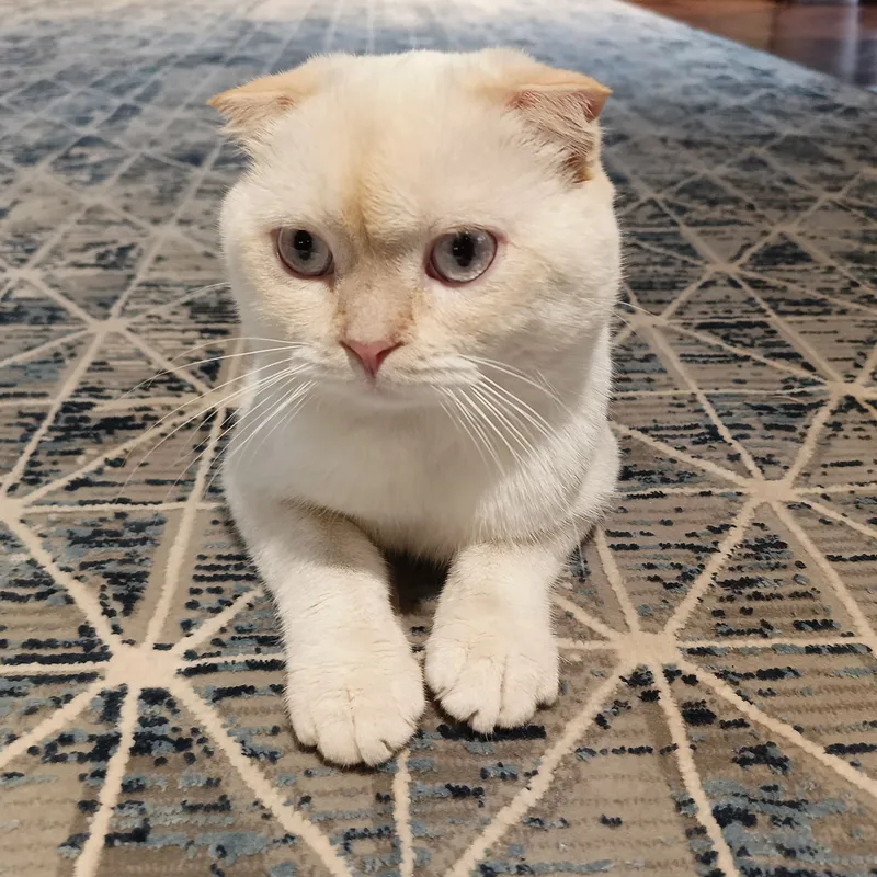 Породистая кошка 1