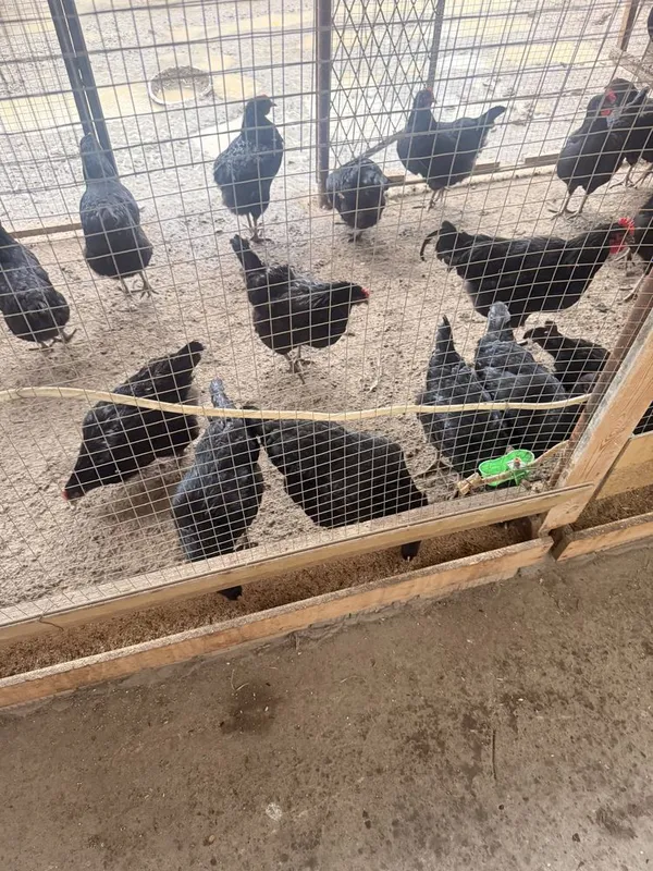 Qara shaxzoda tuxumlari sotiladi bostirishga oldindan tel yegib berila — фото 4