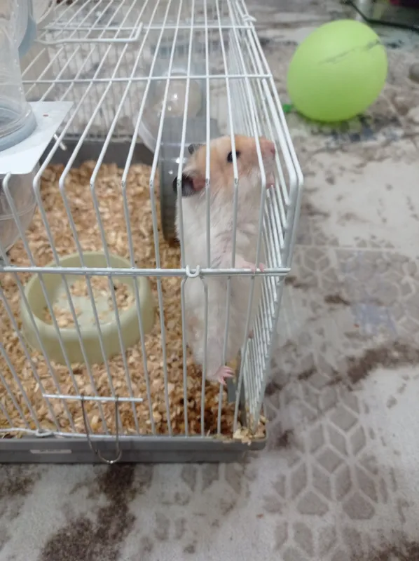 Продам двух хомяков с клеткой 1
