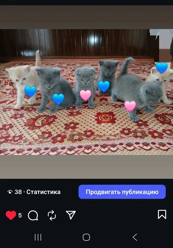 Котята породистые Котята породистые