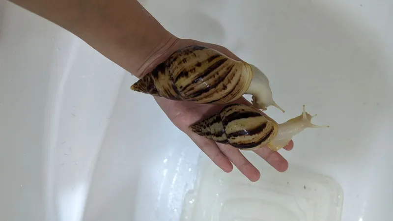 Axatina salyangozlari, naslli albinoslar 1 Axatina salyangozlari, naslli albinoslar 1