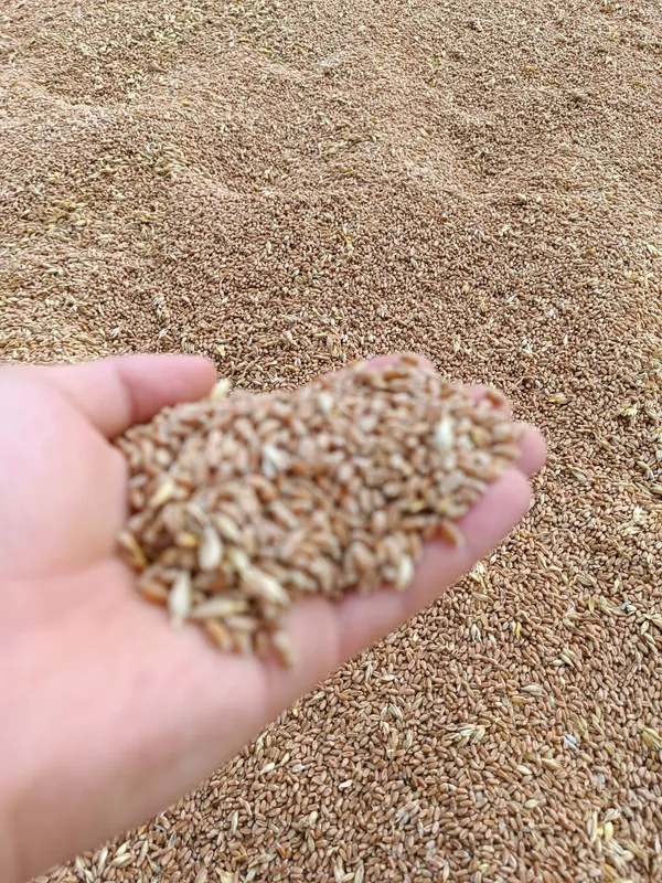 Sifatli Bugʻdoy doni (100 tonna) 3 Sifatli Bugʻdoy doni (100 tonna) 3